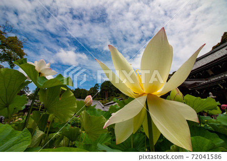 Lotus flower Lotus flower 72041586