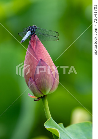 Lotus flower 72041703