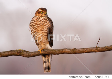 Eurasian sparrowhawk resting on branch in autumn. 72041945