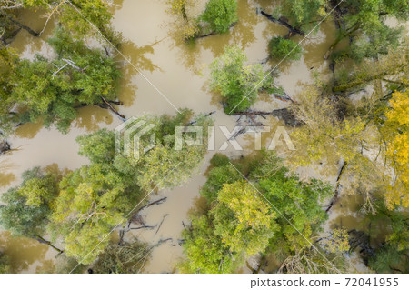 Flood in forest with green and yellow treetops from drone Flood in forest with green and yellow treetops from drone 72041955