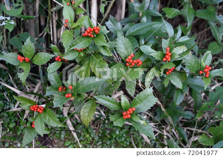 斯里蘭卡水果 72041977