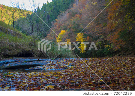 Autumn leaves coloring the valley (Otani Valley, Kusu Town, Oita Prefecture) Autumn leaves coloring the valley (Otani Valley, Kusu Town, Oita Prefecture) 72042259
