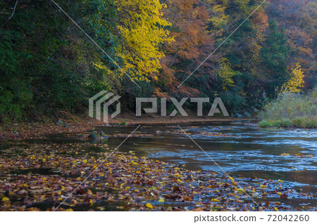 Autumn leaves coloring the valley (Otani Valley, Kusu Town, Oita Prefecture) 72042260