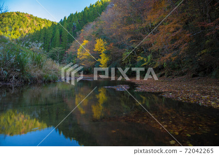 Autumn leaves coloring the valley (Otani Valley, Kusu Town, Oita Prefecture) Autumn leaves coloring the valley (Otani Valley, Kusu Town, Oita Prefecture) 72042265