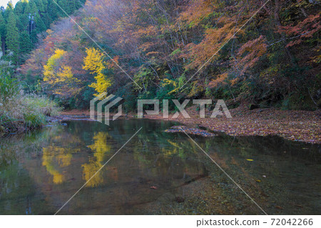 Autumn leaves coloring the valley (Otani Valley, Kusu Town, Oita Prefecture) Autumn leaves coloring the valley (Otani Valley, Kusu Town, Oita Prefecture) 72042266
