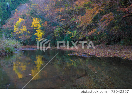 Autumn leaves coloring the valley (Otani Valley, Kusu Town, Oita Prefecture) Autumn leaves coloring the valley (Otani Valley, Kusu Town, Oita Prefecture) 72042267