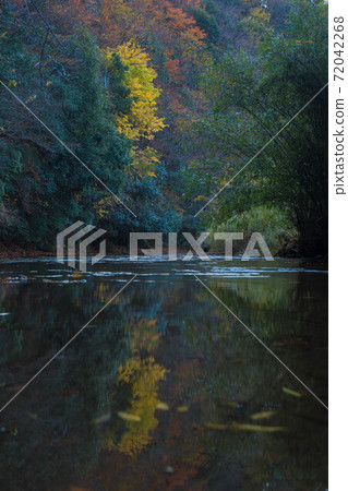 紅葉染紅了山谷（大分縣楠町大谷溪谷） 72042268