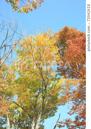 A coloring street tree 72042618