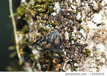 Scuba Hagoromo Scuba Hagoromo 72042638