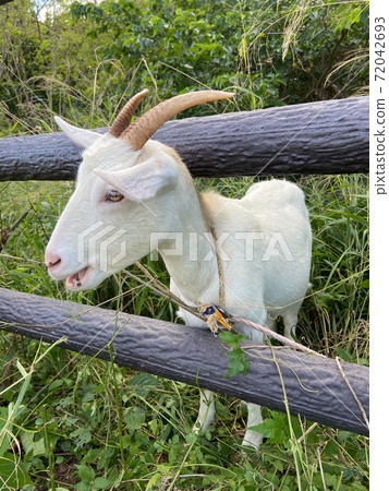 Yaeyama Islands Kuroshima Goat Yaeyama Islands Kuroshima Goat 72042693