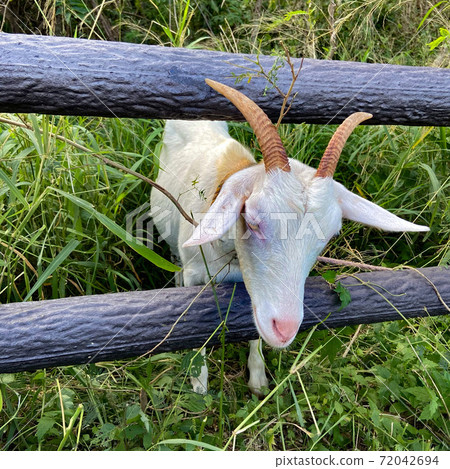 Yaeyama Islands Kuroshima Goat Yaeyama Islands Kuroshima Goat 72042694