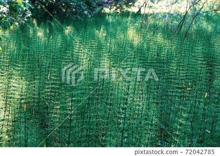 horsetail grows in a swamp, ancient primitive plant horsetail grows in a swamp, ancient primitive plant 72042785