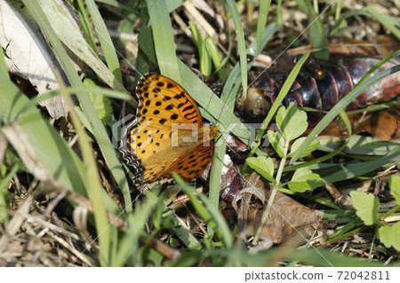 Tsunagoro Hyouton ♂ 72042811