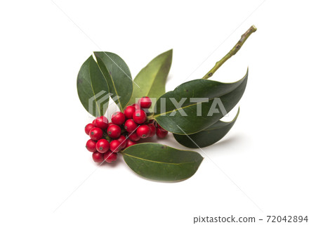 Closeup of holly branch on white background 72042894