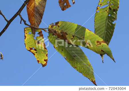 Walnut leaves Walnut leaves 72043004