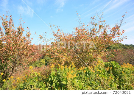 Sakura yellow leaf 72043091