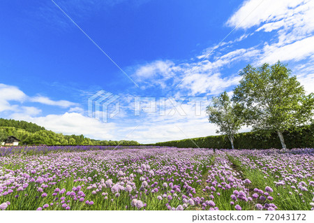 Blue sky and chives flower field Nakafurano-cho, Hokkaido Blue sky and chives flower field Nakafurano-cho, Hokkaido 72043172