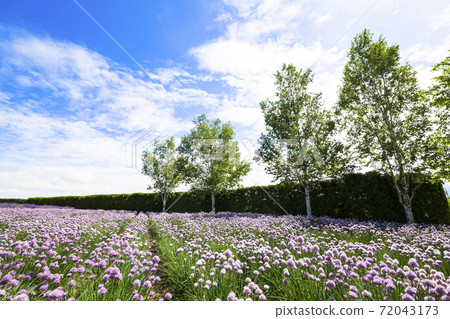 Blue sky and chives flower field Nakafurano-cho, Hokkaido Blue sky and chives flower field Nakafurano-cho, Hokkaido 72043173