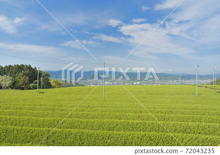 茶園 茶園 72043235