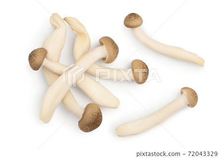 Brown beech mushrooms or Shimeji mushroom isolated on white background with clipping path. Top view, flat lay Brown beech mushrooms or Shimeji mushroom isolated on white background with clipping path. Top view, flat lay 72043329
