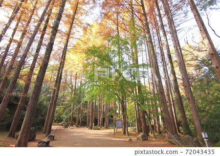 在秋天加深的生田龍口,水杉 在秋天加深的生田龍口,水杉 72043435