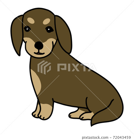 Dark brown miniature dachshund Dark brown miniature dachshund 72043459