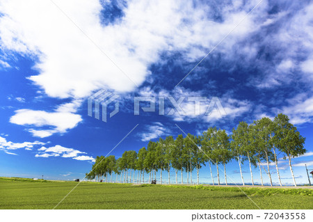 Blue sky and rows of birch trees, Biei, Hokkaido 72043558