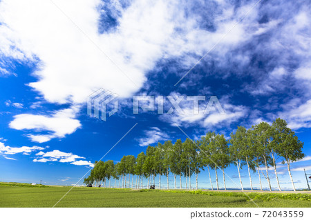 Blue sky and rows of birch trees, Biei, Hokkaido Blue sky and rows of birch trees, Biei, Hokkaido 72043559