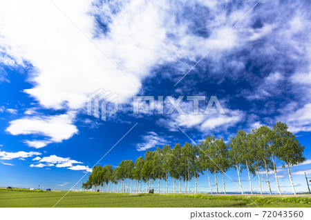 Blue sky and rows of birch trees, Biei, Hokkaido 72043560