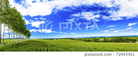 Blue sky and rows of birch trees, Biei, Hokkaido 72043561
