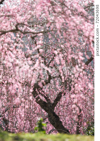 垂垂的李子“梅之裡公園” 72043698