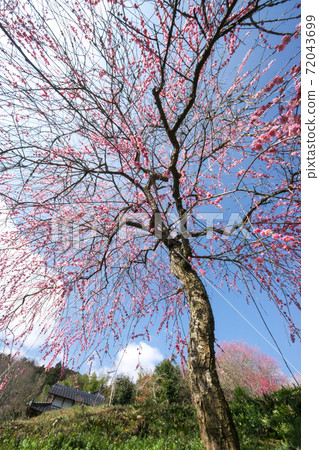 如果您仰望垂淚的李子，您將看到藍天。 72043699