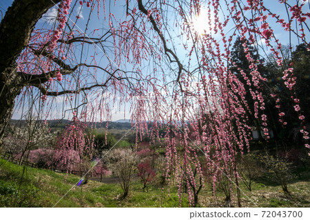 Umenosato公園，從垂枝李中看到的梅園 72043700
