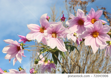 Emperor Dalia Emperor Dalia 72043906