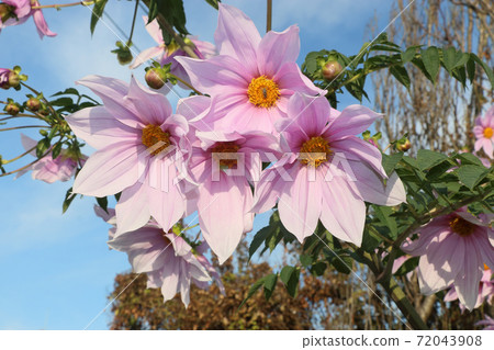 Emperor Dalia Emperor Dalia 72043908