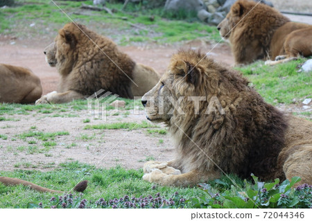 Profile Of The Lion King Of Beasts Stock Photo