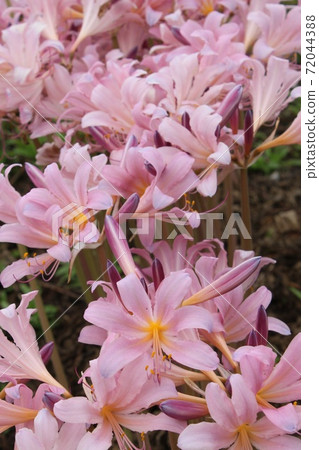 空置的夏季水仙 72044388