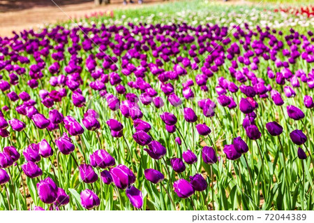 茨城縣常陸那珂市生動盛開的鬱金香田 茨城縣常陸那珂市生動盛開的鬱金香田 72044389