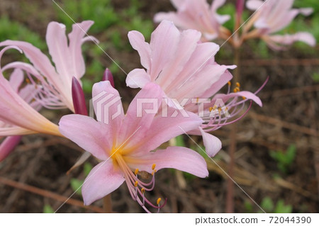 空置的夏季水仙 空置的夏季水仙 72044390