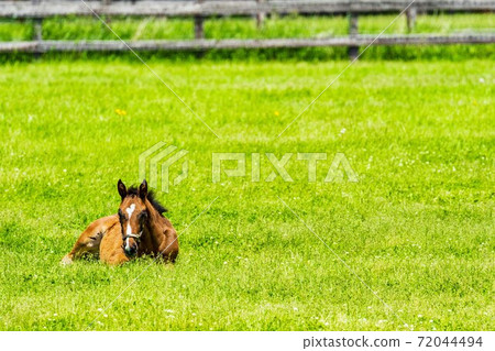 Racehorse ranch foal image Hokkaido 72044494