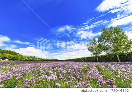 Blue sky and chives flower field Nakafurano-cho, Hokkaido Blue sky and chives flower field Nakafurano-cho, Hokkaido 72044502