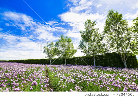 北海道中富良野町藍藍的天空和細香蔥花田 北海道中富良野町藍藍的天空和細香蔥花田 72044503