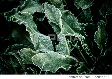 Weeds with frost on cold winter mornings Weeds with frost on cold winter mornings 72044588