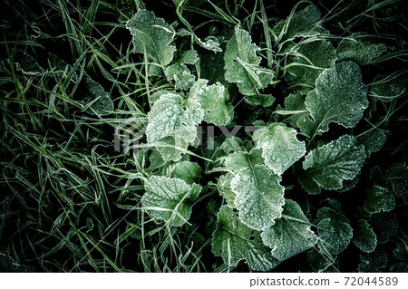 在寒冷的冬天早晨有霜的雜草 72044589