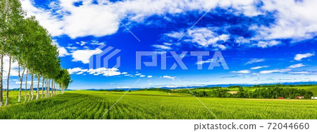 北海道美瑛町的藍天和白樺樹的行 72044660