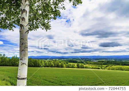 Blue sky and rows of birch trees, Biei, Hokkaido Blue sky and rows of birch trees, Biei, Hokkaido 72044755