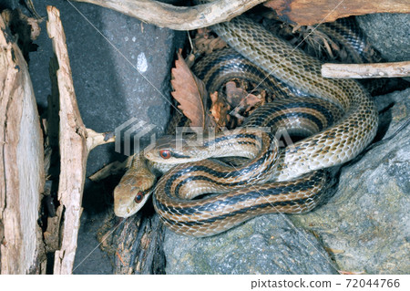 潛伏在岩石間縫隙中的兩隻Shima Snake（北海道知床） 72044766