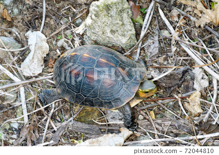 Yaeyama Chinese Box Turtle (Ishigaki Island, Okinawa Prefecture) Yaeyama Chinese Box Turtle (Ishigaki Island, Okinawa Prefecture) 72044810