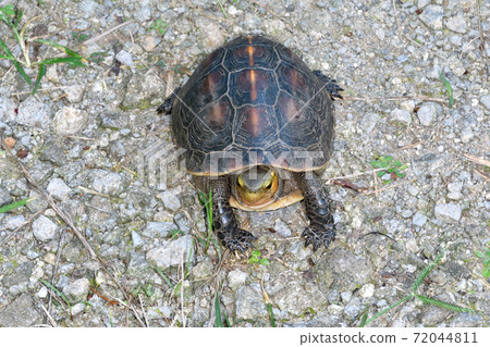 八重山Semaru Hakogame（沖繩縣石垣島） 72044811