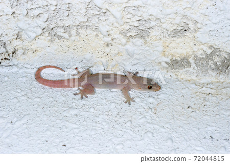 Common house gecko (Ishigaki Island, Okinawa Prefecture) 72044815